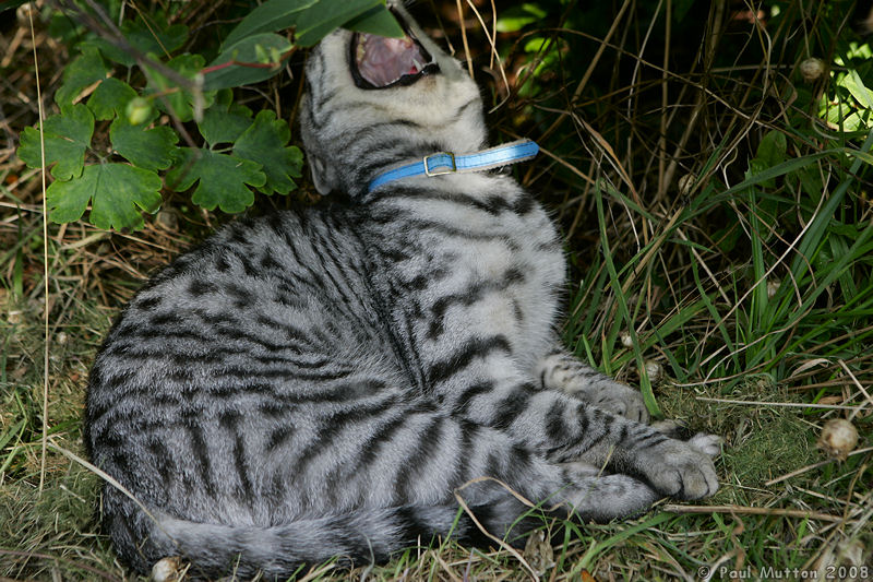  A8V5549 Yawning cat